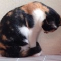 Gato japonés encuentra su propia rueda tras observar a su amigo hámster (ENG)