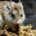 Este ratón es inmune al veneno de un escorpión que tumbaría a una persona (y por qué importa)