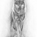 ¿Por qué es necesaria la protección total del lobo ibérico?