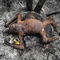 Tres orangutanes quemados vivos en Indonesia (NSFW)