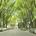 Las calles sin árboles tienen 9º más que las arboladas