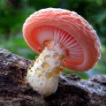 Fascinantes hongos del desconocido mundo de las profundidades del bosque