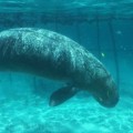 Encuentran dugongos encerrados y atados bajo el mar