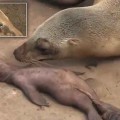 Desgarrador vídeo muestra un león marino madre llorando tras la pérdida de su bebé