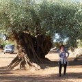 Iciar Bollaín rueda el drama del expolio de los olivos milenarios