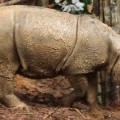 Reaparece el rinoceronte de Sumatra en Borneo después de 40 años