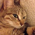 Una gata perdida da a luz en el sofá de un extraño