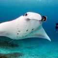 Las mantarrayas son los primeros peces en reconocerse en un espejo