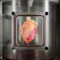 regeneran corazones humanos a partir de células de la piel