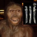 Hallados nuevos fósiles de Australopithecus al este del Gran Valle del Rift