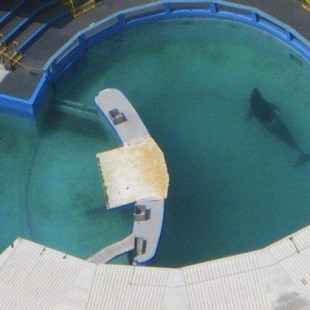 Lolita, la orca que lleva 45 años confinada en una piscina y 36 sin contactar con otra de su especie