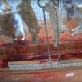 Maltrato animal en los mataderos de Francia: un nuevo vídeo descubre prácticas brutales con las reses