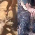 Dos detenidos por matar con violencia a un ciervo y un jabalí y difundir el vídeo por WhatsApp