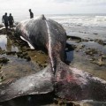 30 cachalotes han muerto con los estómagos infestados de plástico