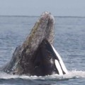 Lucha de titanes: una batalla de orcas contra ballenas grises