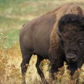 Los selfies disparan el número de turistas heridos por bisonte en Yellowstone