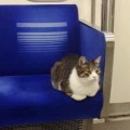 El gato que viaja solo en el Metro de Tokio [ENG]