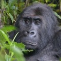 La especie de los gorilas más grandes del mundo está a punto de extinguirse