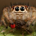 Arañas cuquis que harán que olvides tu aracnofobia