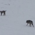 Un vídeo recoge encuentro excepcional entre lobo y lince boreal en Polonia