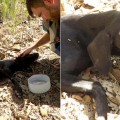 Al límite de sus fuerzas, un perro se desmaya y llora cuando le salvan