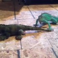 Iguana defiende a su compañera del ataque despiadado de un gato