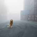 Un perro abandonado que fue encontrado en la basura se convierte en el león de la ciudad