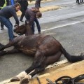 Las pésimas condiciones de los caballos en la Feria de Abril de Sevilla