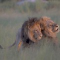 No, esos no son leones macho copulando. Uno es probablemente una hembra [ENG]
