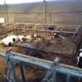 Cuarenta vacas muertas de hambre en una explotación de Chantada (Lugo)
