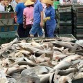 Estas imágenes muestran a decenas de tiburones en peligro de extinción para su venta en un mercado de pescado chino