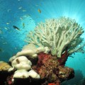 Imágenes de la catastrófica decoloración de los corales a nivel mundial, antes y después [EN]