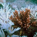 El 50% de la Gran Barrera de Coral está muerta o muriendo, el 93% blanqueada (ENG)