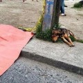 La lealtad de un perro en una imagen que ha dado la vuelta al mundo