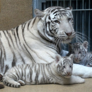 Temibles, adorables y raros: han nacido cachorros de tigre blanco