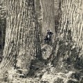 El 'bichito' que mató 4.000 millones de árboles