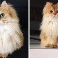 Os presentamos a Smoothie, la gata más fotogénica del mundo