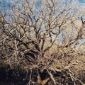 Muere envenenado el Roble Grande de la Solana, árbol singular de Extremadura