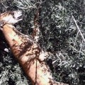 Un galgo aparece ahorcado al estilo más salvaje en un parque de Puertollano