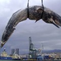 SOS por los cetáceos en Canarias