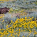 Furtivos asesinan a tiros a Scarface, el oso de Yellowstone