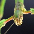Descubren en China al insecto más largo del mundo: 62,4 centímetros