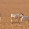 Solo quedan 3 individuos de antílope Adax en el Sáhara