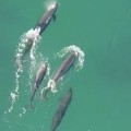 Un dron graba como un grupo de orcas falsas  cazan, matan y se comen a un tiburón