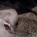 Yani, la elefanta que rompe a llorar minutos antes de morir tras una vida de maltrato, conmueve a las redes