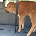 Turistas en Yellowstone intentan "salvar" a un ternero de bisonte y debe ser sacrificado [ENG]
