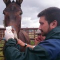 ¿Por qué mueren caballos en El Rocío cada año?