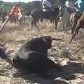 La Junta de Castilla y León prohíbe la muerte del Toro de la Vega