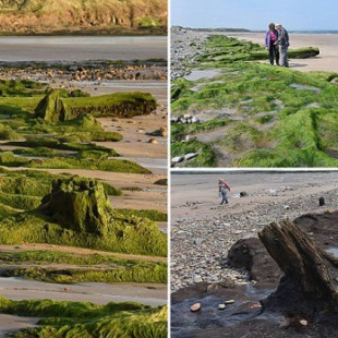 Bosque perdido bajo el Mar del Norte al descubierto: revela arboles de 7.000 años de antigüedad y huellas humanas (ENG)