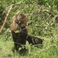 Nace en León el primer bisonte europeo en 10.000 años